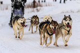 Fototapeta Psy - Wintertime  - Sled Dogs having fun