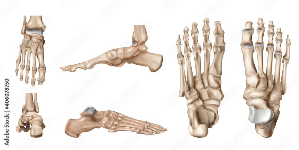 Foot Bones Anatomy Set - obrazy, fototapety, plakaty 