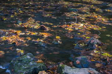 waterfall in autumn forest