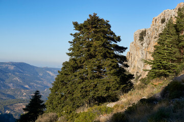 Pinsapos forest (Abies Pinsapo) in the Yunquera fir forest of the Sierra de las Nieves national park in Malaga. Spain