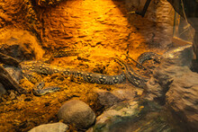 Long Large Snakes Sitting In Heated Terrarium