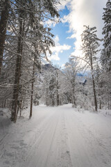 Winter landscape in the nature: Footpath, snowy trees and blue sky