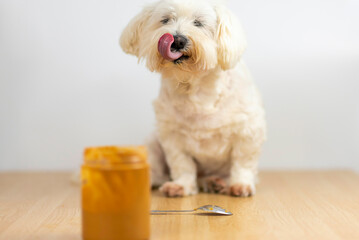 Bichón maltés comiendo crema de cacahuete.