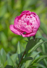 Sticker - Delicate spring pink peony and fresh tender spring garden. Floral background