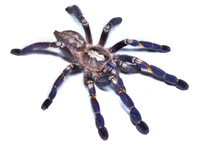 Closeup Picture Of The Blue Gooty Sapphire Ornamental Tarantula Poecilotheria Metallica (Araneae; Theraphosidae), A Common Pet Spider From India Photographed On White Background.