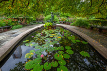 Conservatory Garden In Summer With Lotus Flower