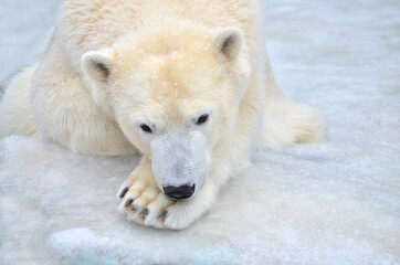 Wall Mural - polar bear in the snow