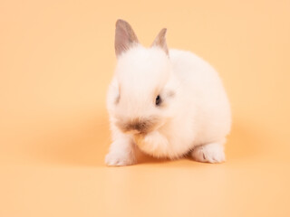 Wall Mural - White adorable baby rabbit on yellow background. Cute baby rabbit.