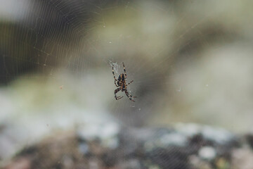 Spider garden-spider lat. Araneus kind araneomorph spiders of the family of Orb-web spiders Araneidae sits on the web.