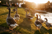 Flock Of Birds Ducks Walks On The Grass At Sunset