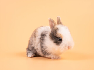 Wall Mural - Brown adorable baby rabbit on yellow background. Cute baby rabbit.