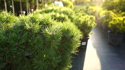 Aufkleber - Garden center with nursery. A row of plants for landscape design