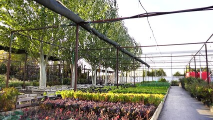 Aufkleber - Trees sway in the wind in the garden center nursery. Slow motion