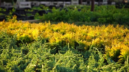 Aufkleber - The sun shines through the juniper in the garden center nursery. Slow motion