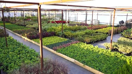 Aufkleber - Garden center with nursery. A row of plants for landscape design