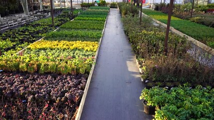 Aufkleber - Garden center with nursery. A row of plants for landscape design