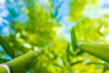 Fototapeta Sypialnia - (Selective focus) Stunning view of a defocused bamboo forest during a sunny day. Arashiyama Bamboo Grove, Kyoto, Japan. Natural, green background with copy space.