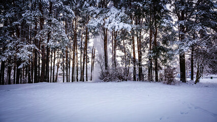 Snow falls from pine branches in a clearing on a winter day