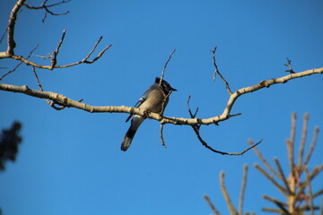 Blue Jay Above, Whitemud Park, Edmonton, Alberta