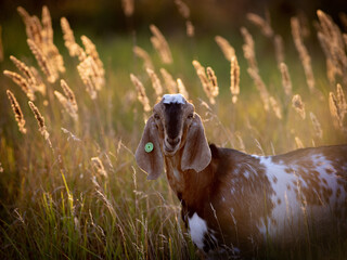 Canvas Print - portrait of a goat on a farm with beautiful bokeh