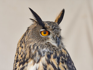 Wall Mural - Portraits of owls at the bird show in Xativa, Spain