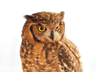 Wall Mural - Portraits of owls at the bird show in Xativa, Spain