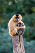 close image of Yellow Cheeked Gibbon monkey, mother with child in the forest