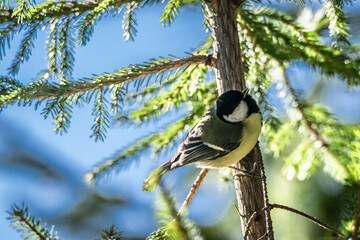 Canvas Print - Cute little sparrow perching of a tree branch at daytime