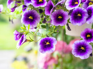 Wall Mural - Purple Million bells, a popular outdoor container plant in hanging basket, closeup with selective focus and copy space