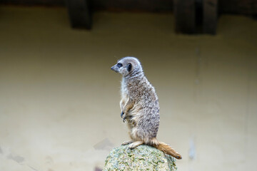 Poster - Profile shot of a cute meerkat or suricate, a small mongoose