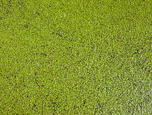 Layer Of Green Duckweed On The Water (Background, Banner, Wallpaper, Texture)