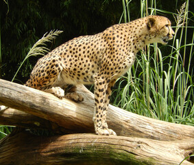 Canvas Print - Closeup horizontal shot of a powerful cheetah sitting on a log