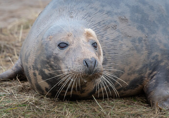 Poster - Close up of the head of a grey seal as it lies on the sand. Prominent whiskers in detail and eyes wide open