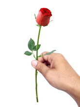 Beautiful Man Hand Holding A Red Rosebud On A White Isolated Background