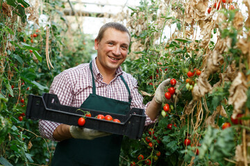 Wall Mural - Portrait of adult worker gathering crop of fresh cherry tomatoes on organic plantation