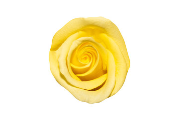Poster - yellow rose bud isolated on white background. view from above