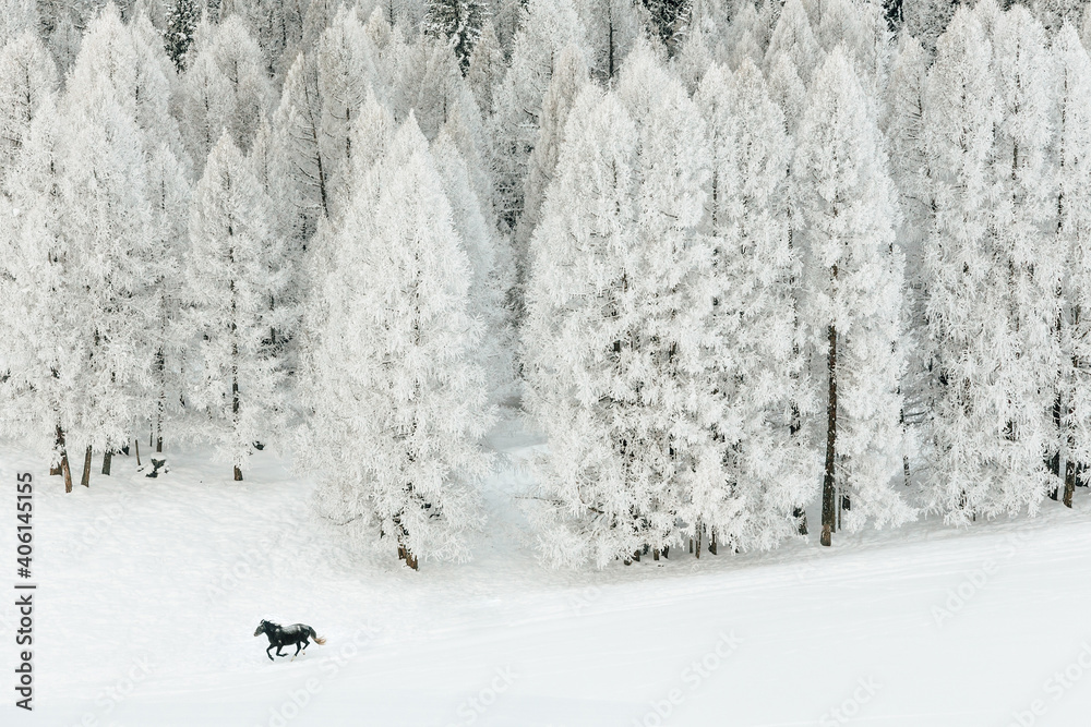 Horse On Snow Covered Field - obrazy, fototapety, plakaty 