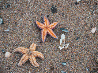 Wall Mural - on a beach of the Baltic Sea lies an orange starfish