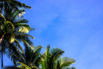 Fluffy green palm trees on blue sky background. Optimistic tropical landscape. Coco palm tree view. Summer vacation banner template with text place. Green palm leaf skyscape. Exotic holiday concept