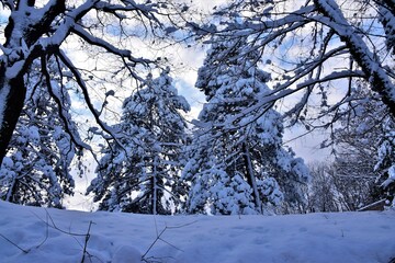 Wall Mural - snow covered trees