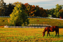 A Brown Horse Grazes In A Large Field In Autumn