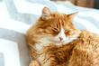 © coolnina - Cute ginger cat lying in bed. Fluffy pet is sleeping. Stray kitten sleep on bed first time in its life. Cozy home background, morning bedtime.
