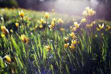 Beautiful Wild Yellow Tulips On The Meadow