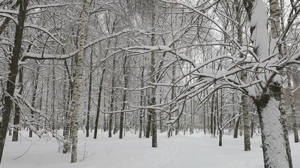 Fototapete - Beautiful winter trees in the city park