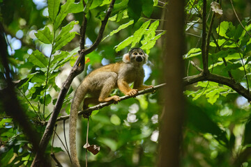 squirrel monkey in the jungle in the tambopata reserve, peruvian amazon