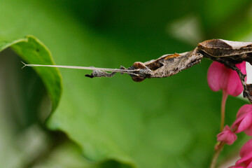 Wall Mural - a praying mantis. phyllocrania paradoxa. ghost mantis