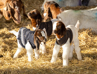 Wall Mural - New born Boer goats in woolly jumpers