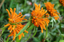 Orange Common Lions Ear (leonatis) In Flower