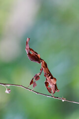 Wall Mural - a praying mantis. phyllocrania paradoxa. ghost mantis