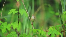 The Marsh Warbler (Acrocephalus Palustris) Singing In The Bush, Drava River